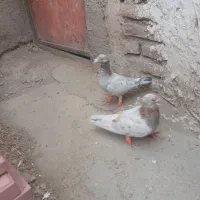 هفرنگ زرد
