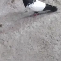 جفت جوجه سینه ای  پنج پر