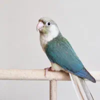 گرینچیک ماده تراکوییس پاین اپل