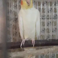 عروس هلندی نر و ماده مولد