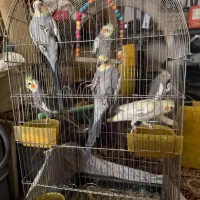 عر‌وس هلندی