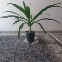گل سوسن|گل و گیاه طبیعی|حمیدیا, |دیوار