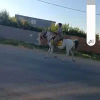 اسب مادیان