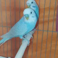 یک جفت مرغ عشق