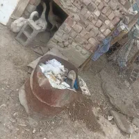 غوغاز|حیوانات مزرعه|زاهدان, |دیوار