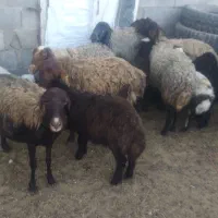 میش و بره