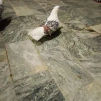 خشونه لون
