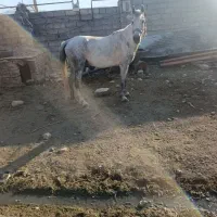 اسب|اسب و تجهیزات اسبسواری|خرمآباد, |دیوار