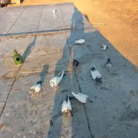 کبوتر|پرنده|لالجین, |دیوار