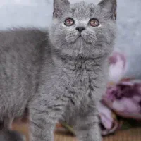 گربه بریتیش لانگ هیر