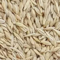 جو دیمه
