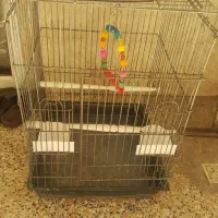 قفس بزرگ