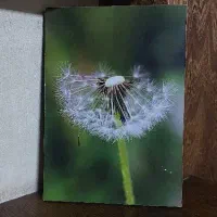 قاب عکس قاصدک