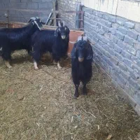 سه راس نر بز کردی و پر مو