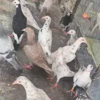 سرور دورگ