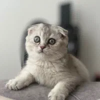 واگذاری گربه اسکاتیش چیلچیلا