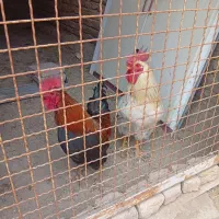 خروس