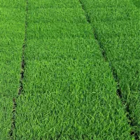 هاشمی اصلاح شده