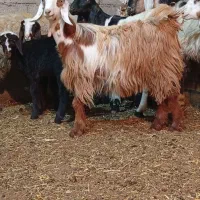 ۲ دوتابیگ ماده(بزغاله)وبجز بیگ هابره نروماده موجود