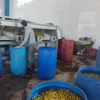 جذب نیرو در کارگاه هسته گیری زیتون
