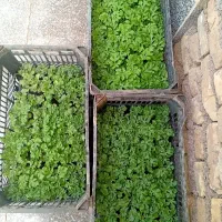 نهال هندوانه