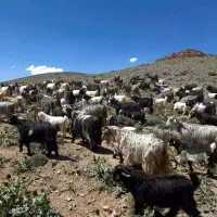 فروش ۸۵ راس بز داشتی گله داری با بزغاله