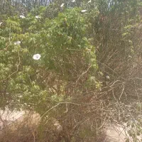 آب تلمبه ملتی حسین آباد علی اکبرخان
