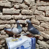 یک جفت پلاکی اصل