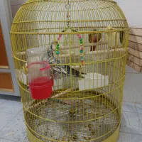 چهار عدد عروس هلندی تخم گذار