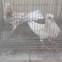کبوتر پرشی جوجه