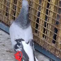 کبوتر اشعل شامی