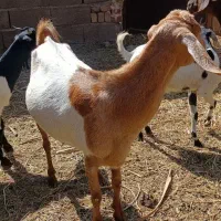 گیسه چاق سرحال