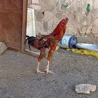 خروس و مرغ های لاری