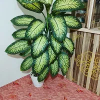 گل دیفن باخیا