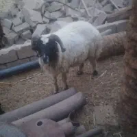 گوسفند قوچ