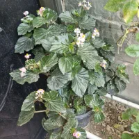 گیاه عروسس