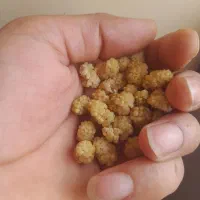 توت خشک
