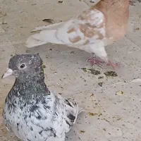 کفتر سرور وکله