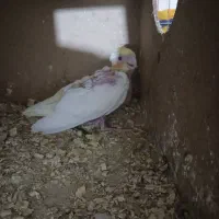 عروس پاریس یک ماه