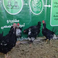 مرغ گلین