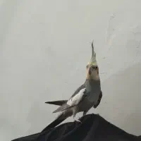 عروس هلندی نر سخنگو