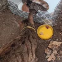 گربه