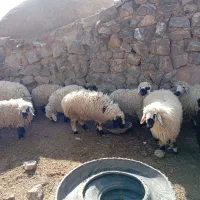 بره نرفروشی