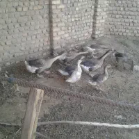 قوغاز