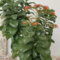 گل‌های خیلی قشنگ