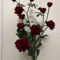 یک شاخه گل رز زرشکی مخملی