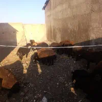بره قزل اوتاق