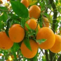 باغ-مرکبات-بن-جعفر
