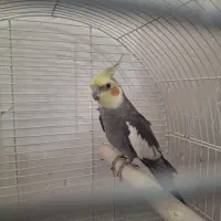 عروس هلندی نر سیامون