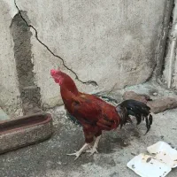 خروس لاری